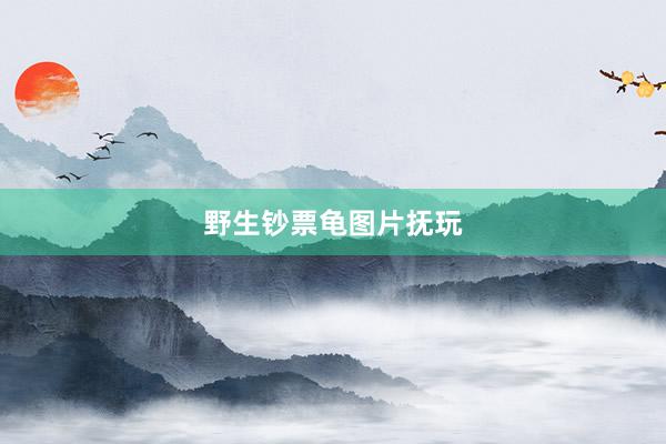 野生钞票龟图片抚玩
